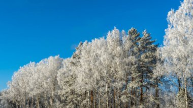 Mavi gökyüzüne karşı karla kaplı ağaç dalları. Ağaçlar kar ve mavi gökyüzüne karşı istifle kaplıdır. Doğa geçmişi. Ağaç dalları beyaz buzla kaplıdır..