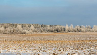 Arkasında ağaçlar olan kar altında kış tarım arazisi manzarası. Kırsalda karla kaplı kış manzarası. Metin için boşluk.