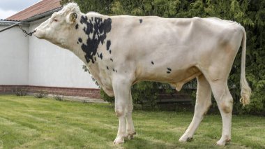 Çiftlik ağılında çok güzel bir boğa yetiştiriyor. Katalog için raftaki boğa yapımcısı..