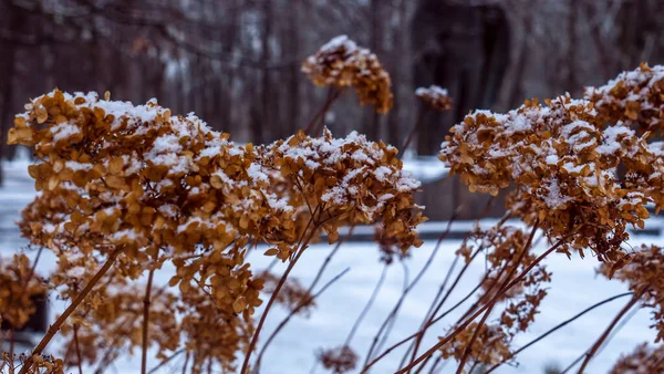 Vue Rapprochée Des Plantes Sèches Parc Sont Recouvertes Givre Blanc — Photo