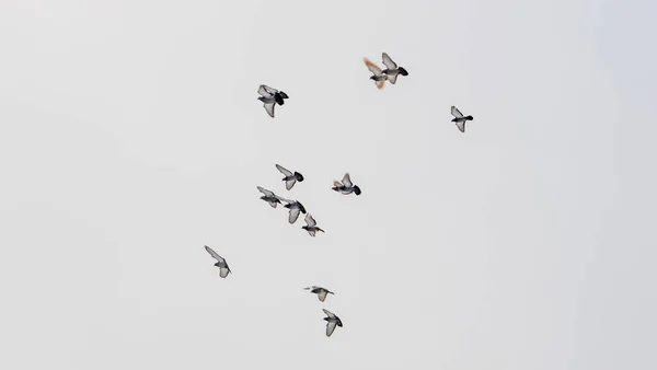 Pigeons Flying Sky Groups Flock Pigeons Flying Grey Sky Selective — Stock Photo, Image