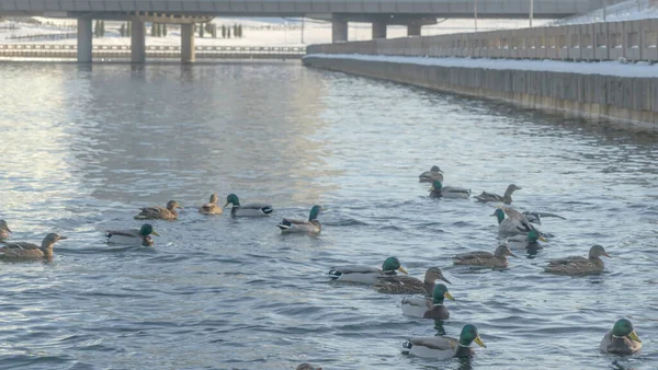 Patos Rastos Aves Aquáticas Rio Inverno Perto Águas Abertas Cidade — Fotografia de Stock