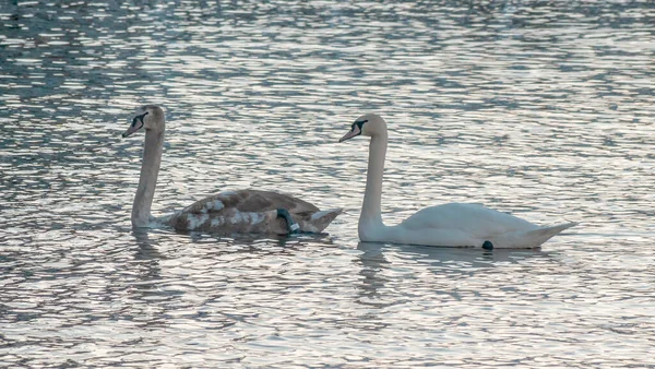 Close-up view of a pair of mute swans on winter city river at sunset. One swan is brown, the second is white. A pair of swans is a symbol and allegory of love and fidelity. Space for text.