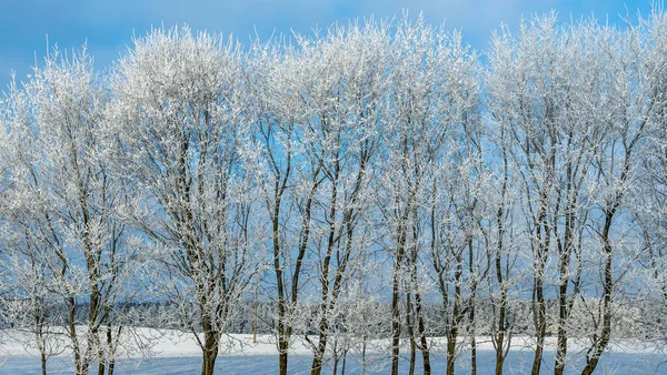 Ramos Árvores Cobertas Neve Contra Céu Azul Árvores São Cobertas Fotografia De Stock