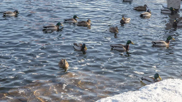 Ptaki Wodne Kaczki Dragi Zimowej Rzece Pobliżu Otwartych Wód Mieście Zdjęcia Stockowe bez tantiem