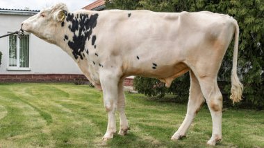 Gösteri rafındaki boğa yapımcısı. Tarım kataloğu için resimler. İneklerin döllenmesi için sperm üretimi. Tarım sektörü kavramı.