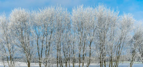 Des Branches Arbres Enneigées Contre Ciel Bleu Les Arbres Sont — Photo