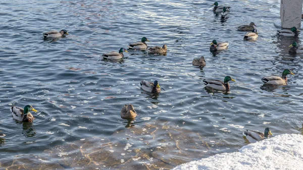 Patos Rastos Aves Aquáticas Rio Inverno Perto Águas Abertas Cidade — Fotografia de Stock