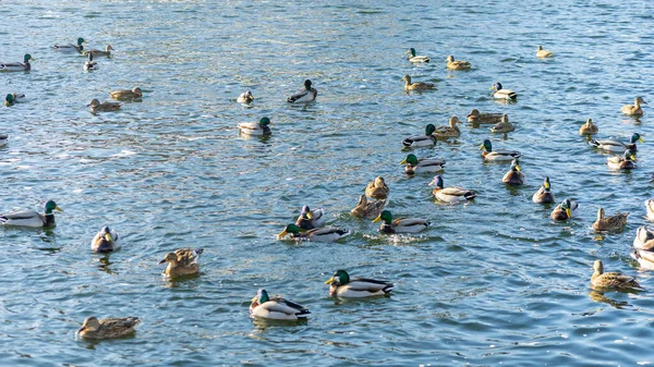 Patos Rastos Aves Aquáticas Rio Inverno Perto Águas Abertas Cidade — Fotografia de Stock