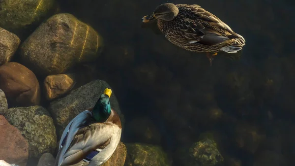 Widok Góry Kaczka Krzyżówka Ptak Pływać Przejrzystej Zimnej Wodzie Naturalne Zdjęcie Stockowe
