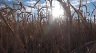 Güneşli bir günde buğday tarlasına yakın çekim