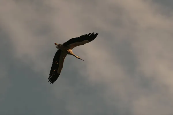 Flygning Stork Solnedgången Himmel Bakgrund Kvällen — Stockfoto