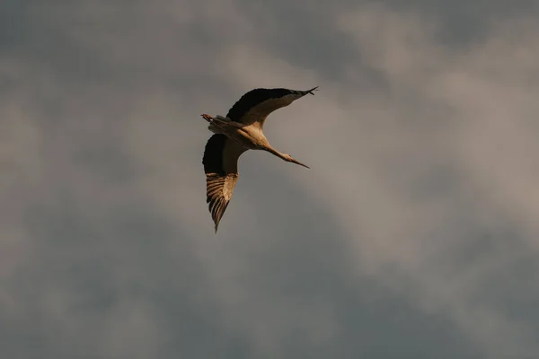 Ein Flug Eines Storchs Hintergrund Des Sonnenuntergangs — Stockfoto