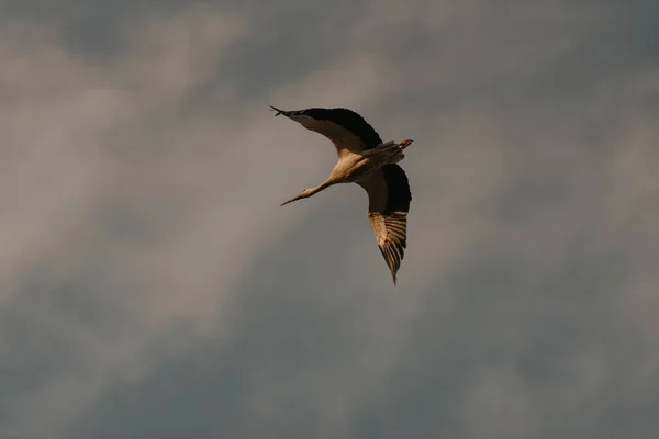 Vuelo Una Cigüeña Fondo Del Cielo Atardecer — Foto de Stock