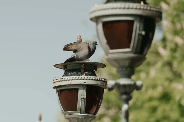 Varsovie Pologne Mai 2022 Pigeon Tête Lampadaire Sur Palais Île — Photo