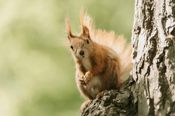 Red Squirrel Posing Branch Tree Forest Royalty Free Stock Images