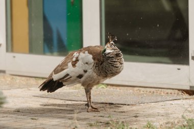 Dişi bir mavi Hint Peafowl 'u gün boyunca parkta çimlerin üzerinde yatıyor.