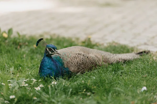 A female blue Indian peafowl is lying on the grass during the day in the park