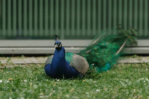 Male Peacock Lies Grass Day Park Poland — ストック写真