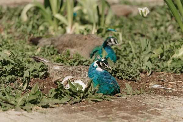 Female Blue Indian Peafowls Lying Grass Day Park — ストック写真