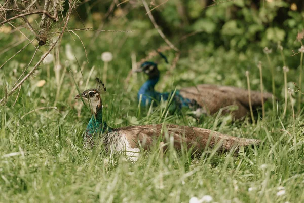 A female blue Indian peafowls is chilling between grass during the day in the park