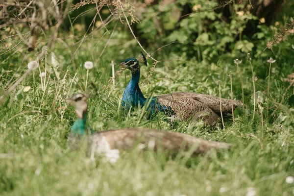 A female blue Indian peafowls is chilling between grass during the day in the park