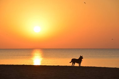 Sabah denizinin arka planında bir köpek silueti.