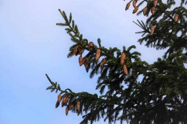 Big spruce branches with cones on blue sky — Stock Photo, Image