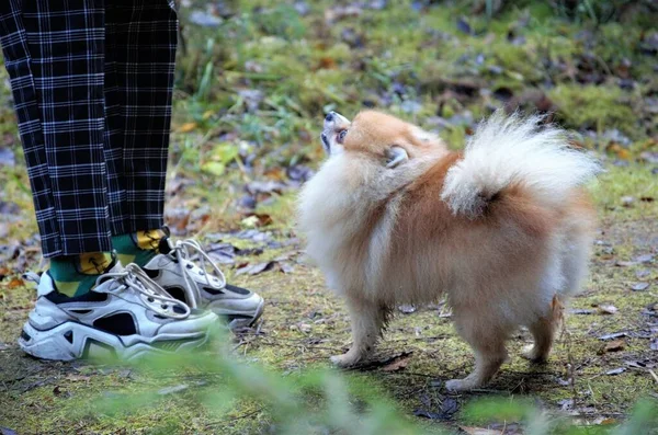 Küçük oyuncu köpek Spitz, sahiplerinin ayaklarının yanında.