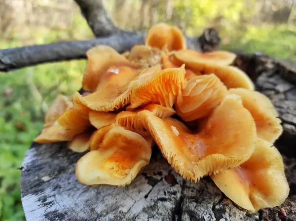 黄色的秋天蘑菇在森林里的树桩上，特写 — 图库照片