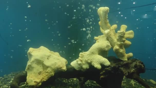 В аквариуме с кораллами, движущимися пузырьками воздуха — стоковое видео