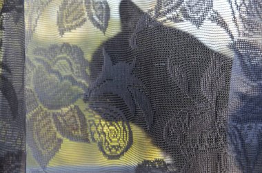 Perdenin arkasındaki camda siyah bir kedinin silueti.