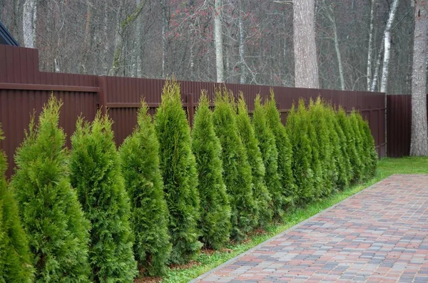 Çit boyunca, alanı süslemek için dikilmiş ağaçlar.