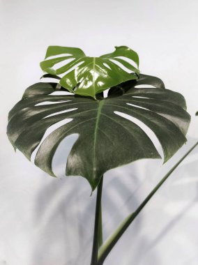 Beyaz arka planda büyük canavar yaprakları var.