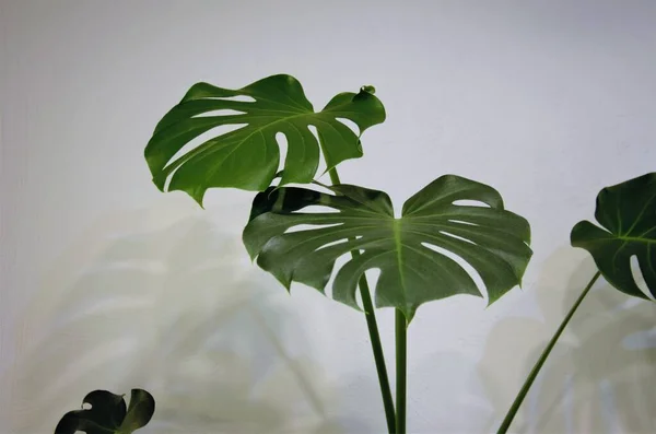 Zelené monstera listy na bílém pozadí, pokojová rostlina — Stock fotografie