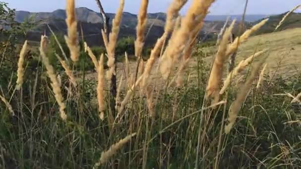 Las hierbas silvestres se balancean en el viento. Toca la hierba del prado con tu palma. — Vídeo de stock