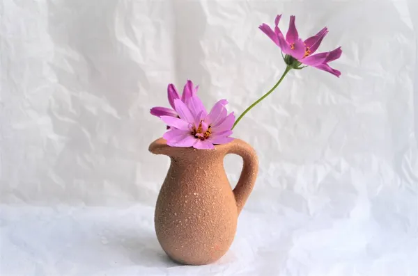 Camomille lilas rose dans une cruche sur fond blanc — Photo