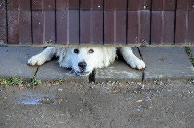 Beyaz büyük köpek çitin altından dışarı bakıyor.