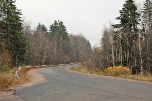 Her iki taraftan karayolu, sonbahar ormanı.
