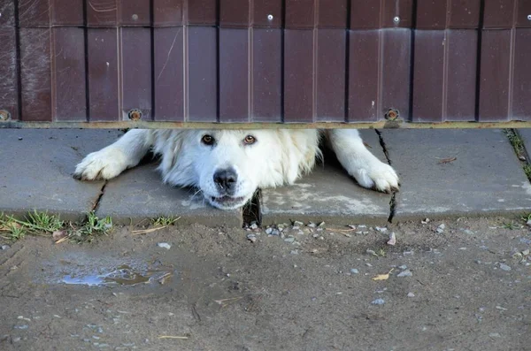 Weißer großer Hund lugt unter dem Zaun hervor Stockbild