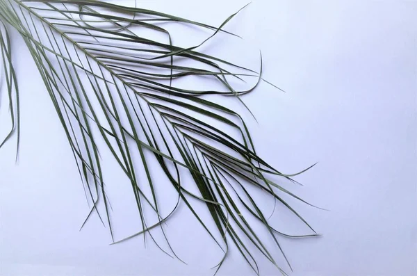 Zielony liść palmy izolowany na białym tle — Zdjęcie stockowe
