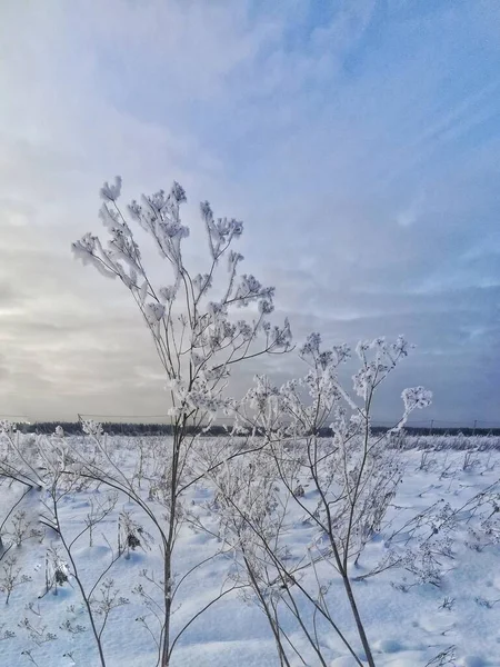 Grasweiß im Winter gegen den blauen Himmel — Stockfoto