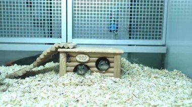 Kulübede iki küçük gri, ileri geri koşuyorlar.