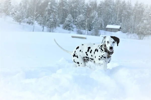 Raça cão dalmatians correndo na neve — Fotografia de Stock