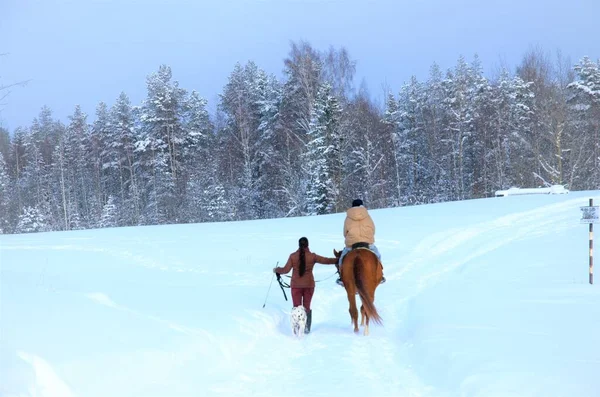 Montando um cavalo marrom calmo no inverno na neve — Fotografia de Stock