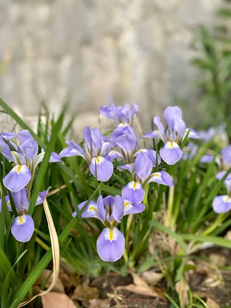 Flores de iris azul en el jardín, flores para el jardín — Foto de Stock