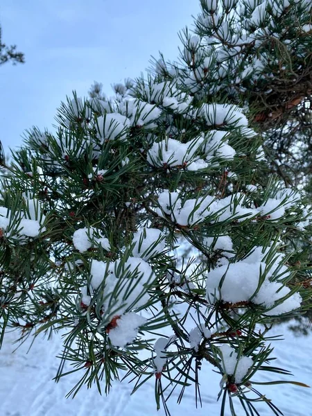 Spruce branch in snow winter snow, nature — Stock Photo, Image