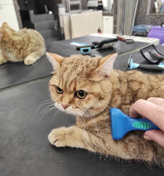 Kämmen einer Katze mit einem Furminator im Salon — Stockfoto