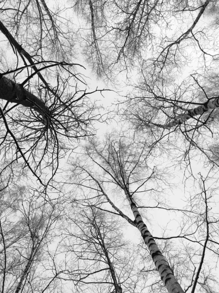 Zweige eines Baumes ohne Blätter ragen in den Himmel, Foto in schwarz-weiß lizenzfreie Stockfotos