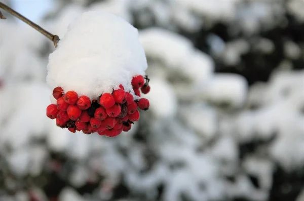 Rote Eberesche auf einem Zweig, der mit Schnee bedeckt ist — Stockfoto